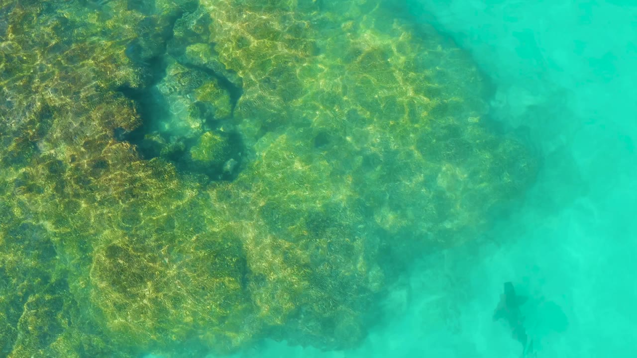 Overhead view in Cabo Pulmo, Mexico, showing sunlit coral under shallow turquoise water, cloudy sand patches to the right, a fish near the right edge, and no visible people.