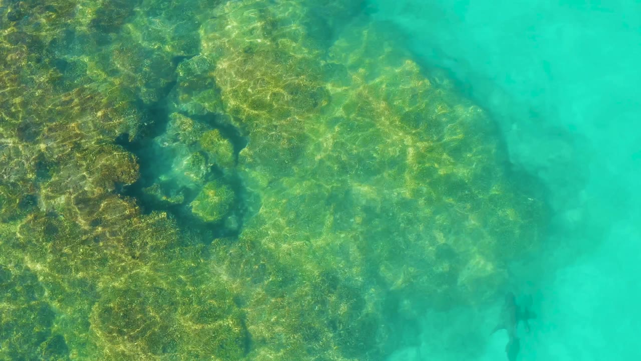 Cabo Pulmo shallow reef seen from above, with a broad coral formation filling the left side, milky turquoise water on the right, a small fish low in frame, and no visible people.