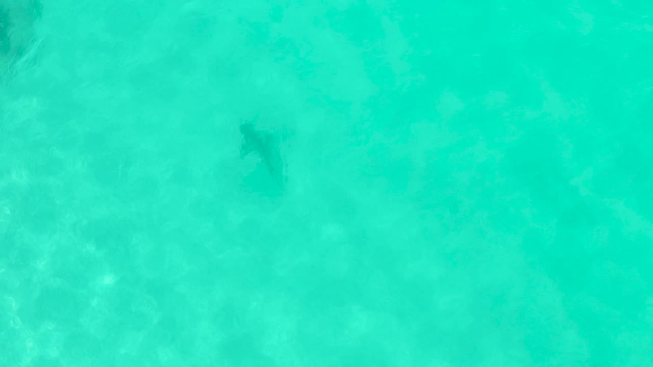 Dark shark shape in turquoise shallow water