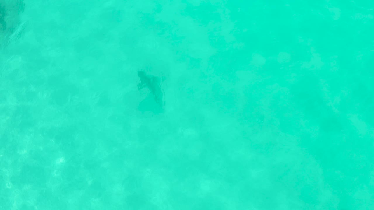 A shark is seen from above in Cabo Pulmo's clear turquoise water, with faint seabed texture and no visible people.