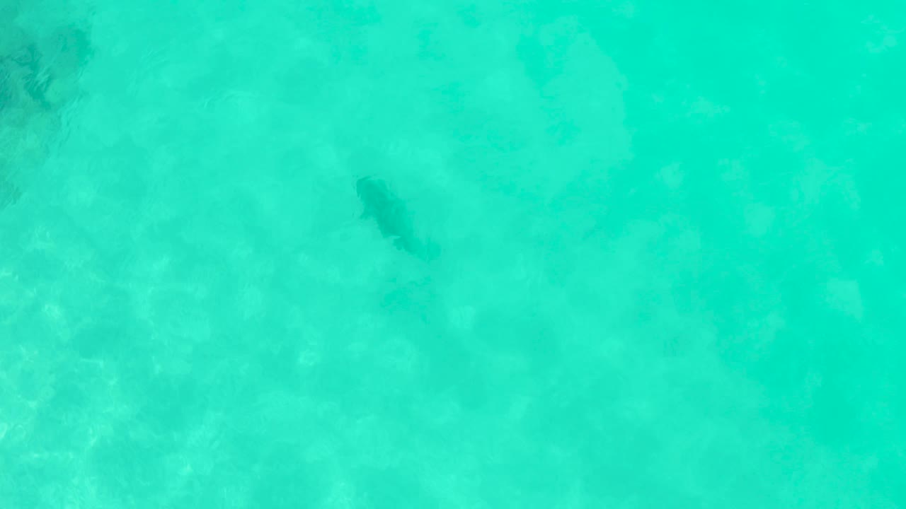 Overhead Cabo Pulmo frame with a shark silhouette in shallow turquoise water and darker underwater patches nearby, with no visible people.