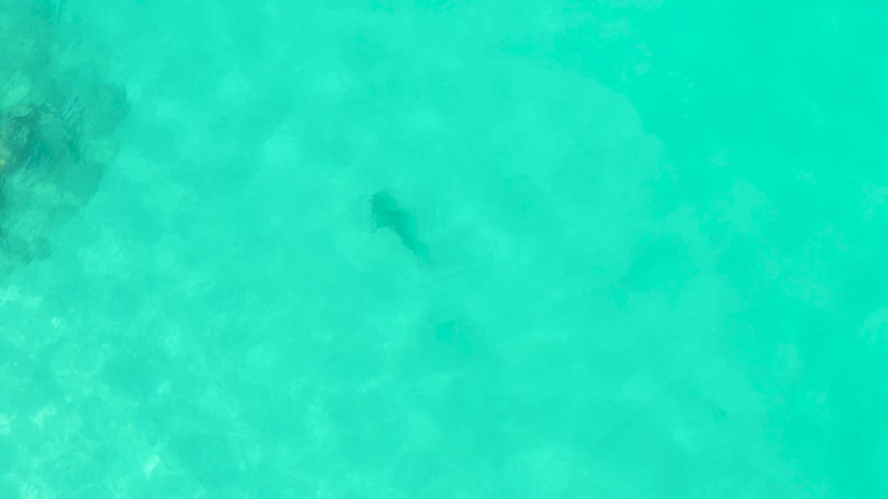 A top-down view shows the shark in blue-green shallow water near a darker seabed area in Cabo Pulmo, with no visible people.