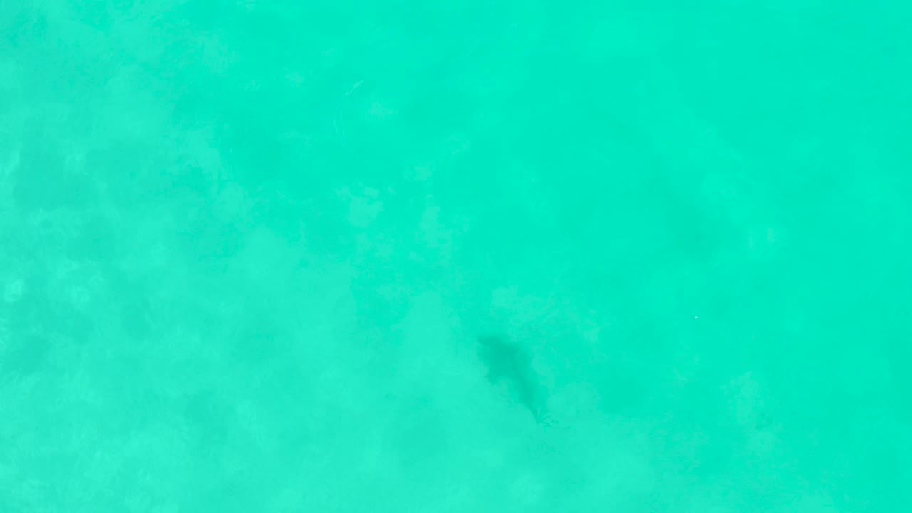 Overhead view of clear turquoise water in Cabo Pulmo, Mexico, with a dark marine animal faintly visible below the rippled surface near the upper center and no visible people.