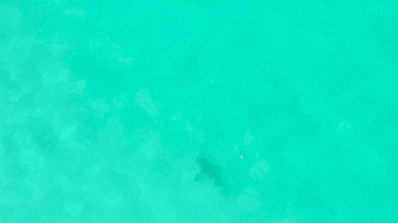 Clear turquoise water fills the frame in Cabo Pulmo, Mexico, while the dark marine animal appears near the upper left beneath soft surface reflections, with no visible people.
