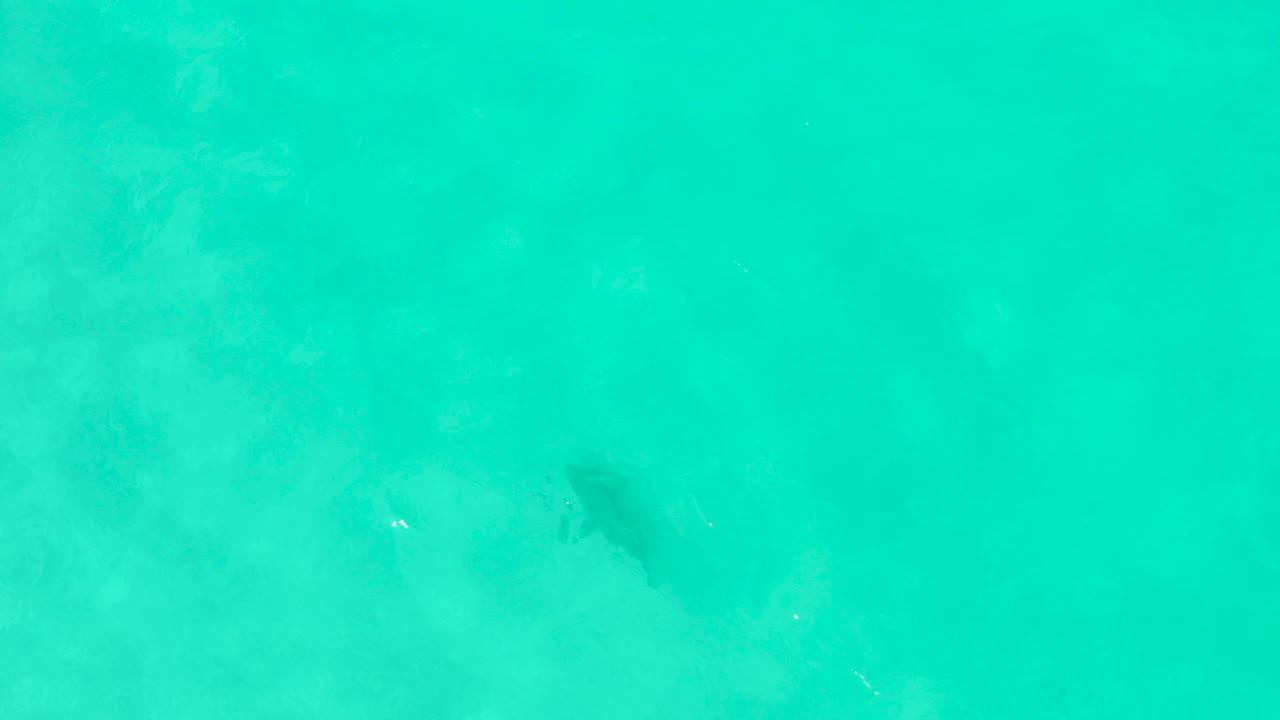 Dark marine animal below the rippled turquoise surface near the lower right.