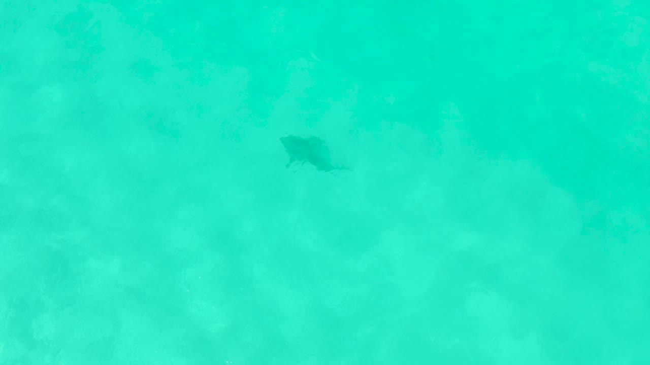 Dark fish silhouette in turquoise water over pale underwater vegetation.