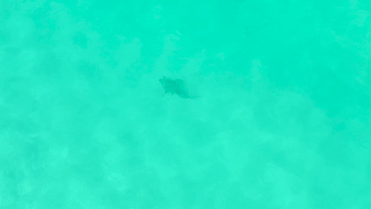 Overhead Cabo Pulmo water frame with a small dark fish shape near the upper center, mottled submerged vegetation below, and no visible people.