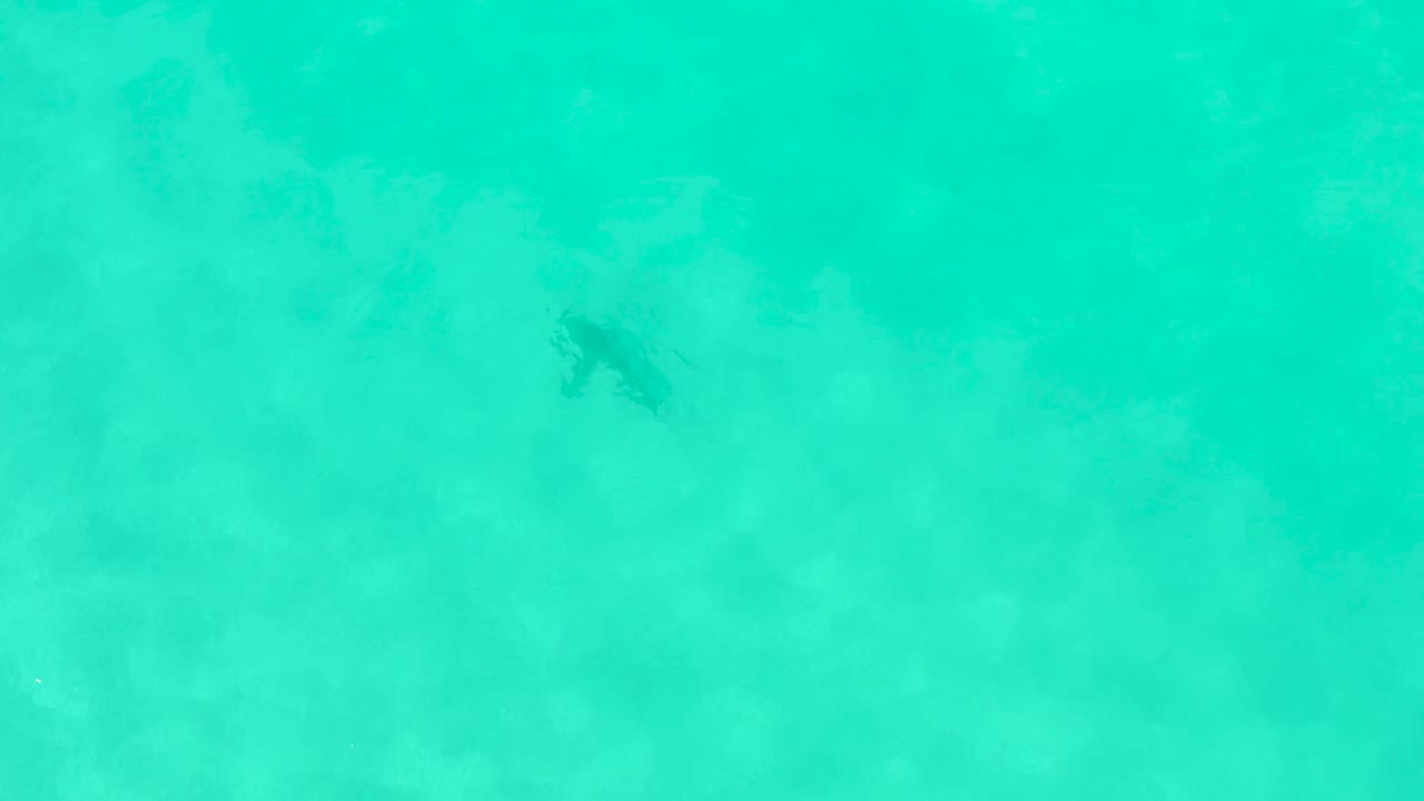 Top-down view in Cabo Pulmo, Mexico, where a dark fish silhouette sits near the upper right over faint underwater vegetation in turquoise water with no visible people.