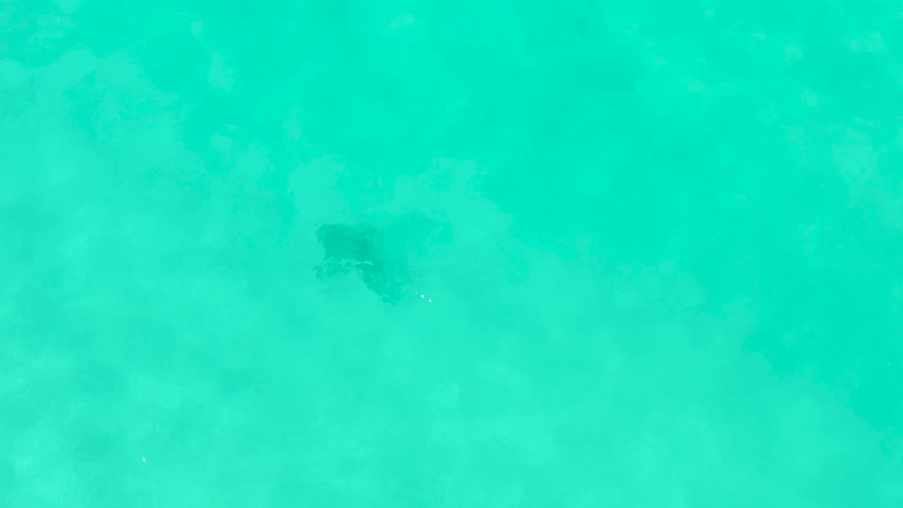Overhead turquoise water in Cabo Pulmo with a faint dark fish form near the left side, cloudy submerged vegetation, and no visible people.