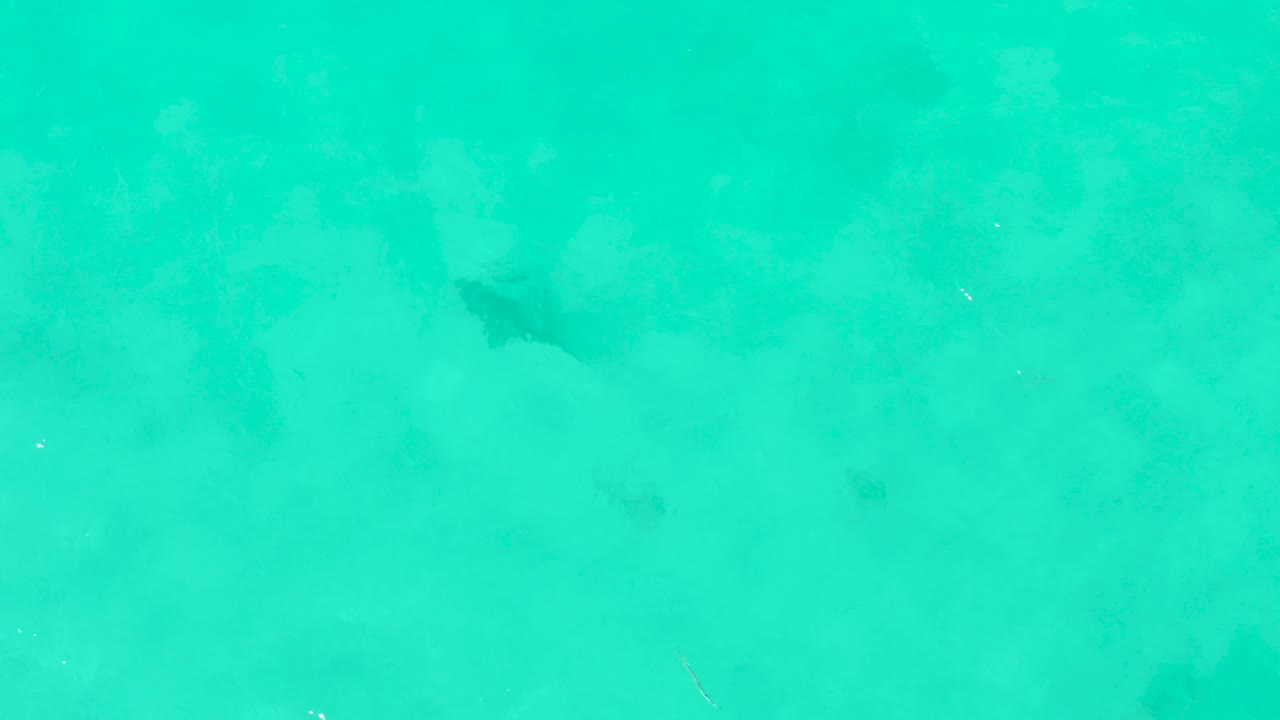 A dark fish appears beneath clear turquoise water in Cabo Pulmo, with mottled pale bottom texture and no visible people.
