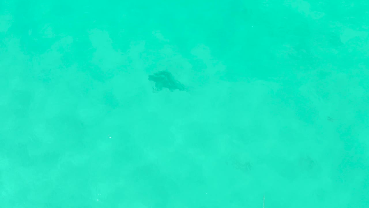 The fish appears as a small dark silhouette in the turquoise sea, with the sandy bottom faintly visible and no visible people.