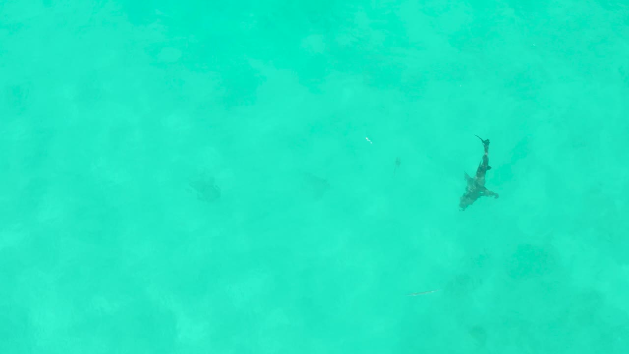 The shark sits slightly right of center in the overhead Cabo Pulmo frame, surrounded by clear turquoise water, mottled seabed, and no visible people.
