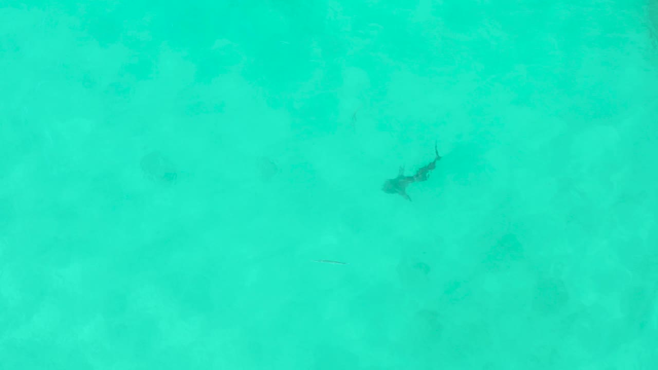 A distant dark shark shape appears near the upper right of the Cabo Pulmo water, with smooth turquoise color and faint seabed texture visible, and no visible people.