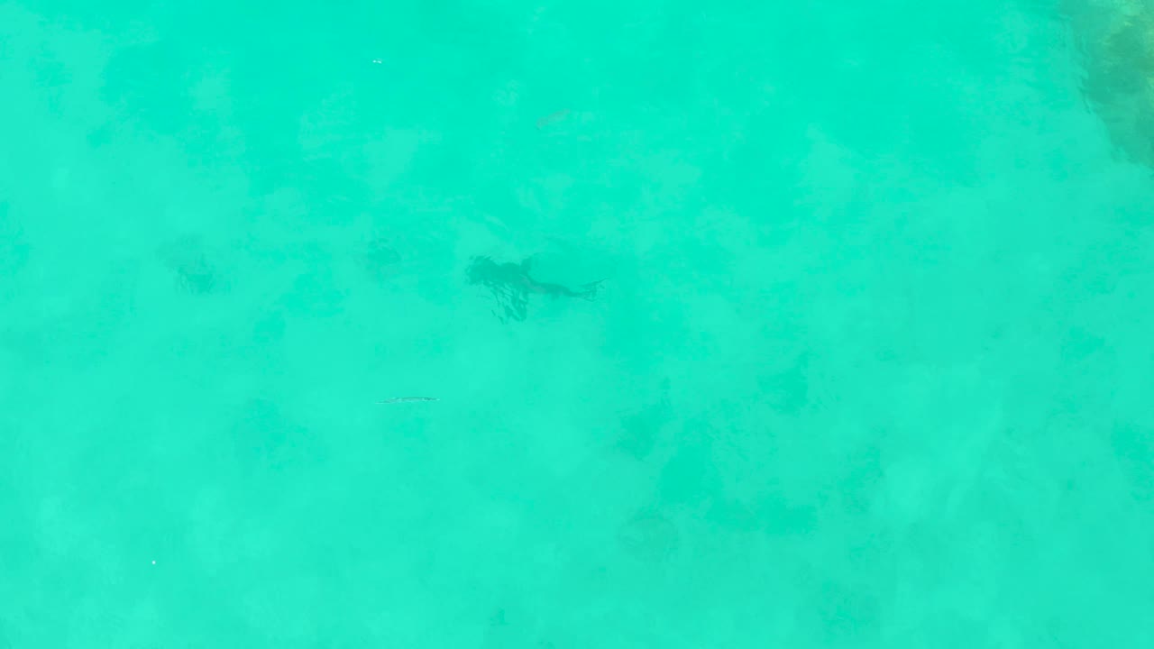 The shark appears faintly on the left side of the Cabo Pulmo frame above pale shallow seabed, with soft underwater patches and no visible people.