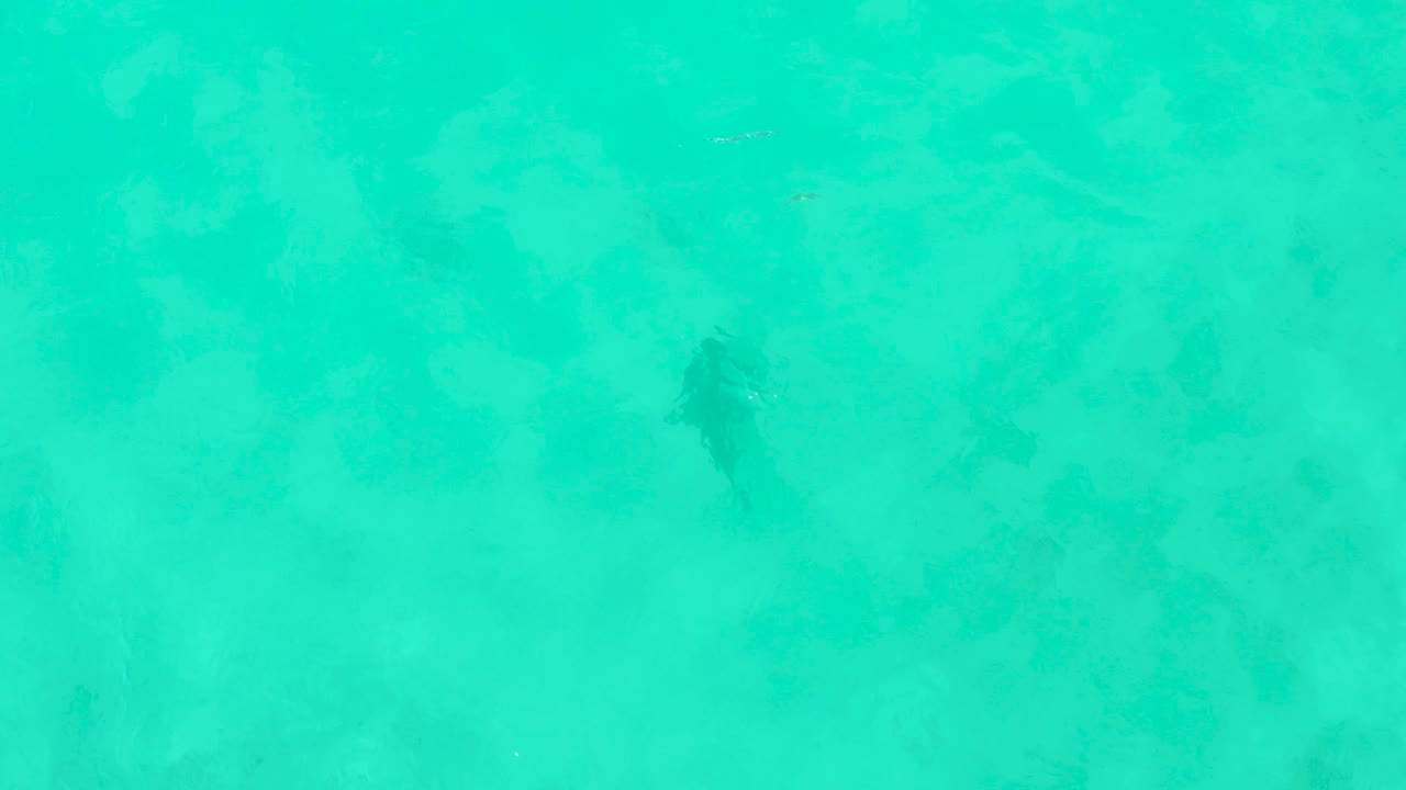 Overhead view of a shark in clear turquoise shallow water over a pale seabed in Cabo Pulmo, with no visible people.