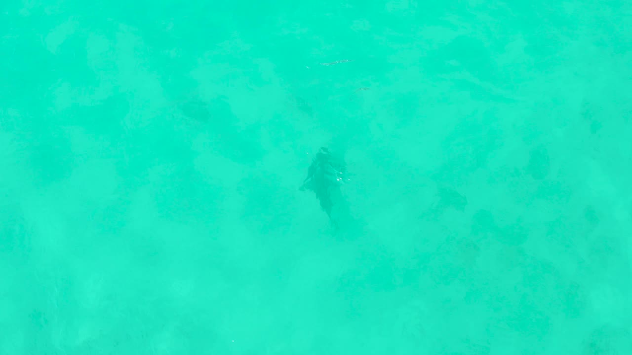 A shark appears near the center of the overhead frame in Cabo Pulmo, surrounded by turquoise water and faint seabed markings, with no visible people.