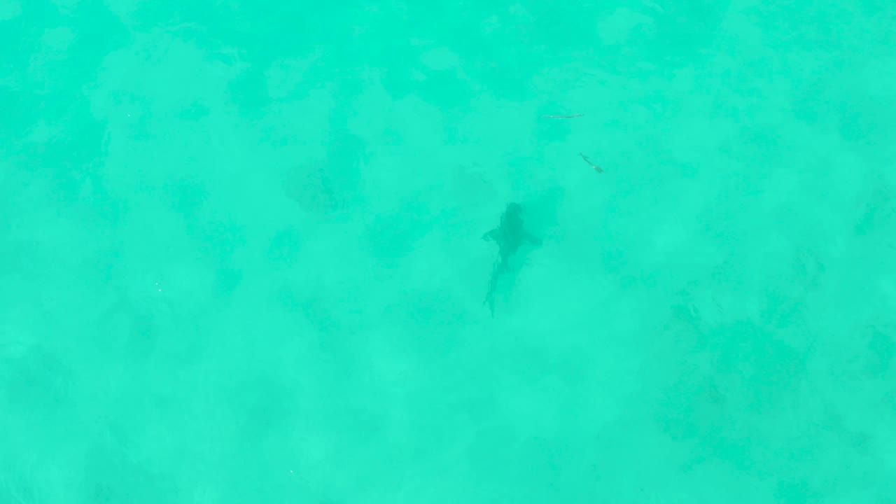 The shark sits high in the overhead Cabo Pulmo frame, with pale sandy bottom and soft darker underwater patches visible through the turquoise water, and no visible people.