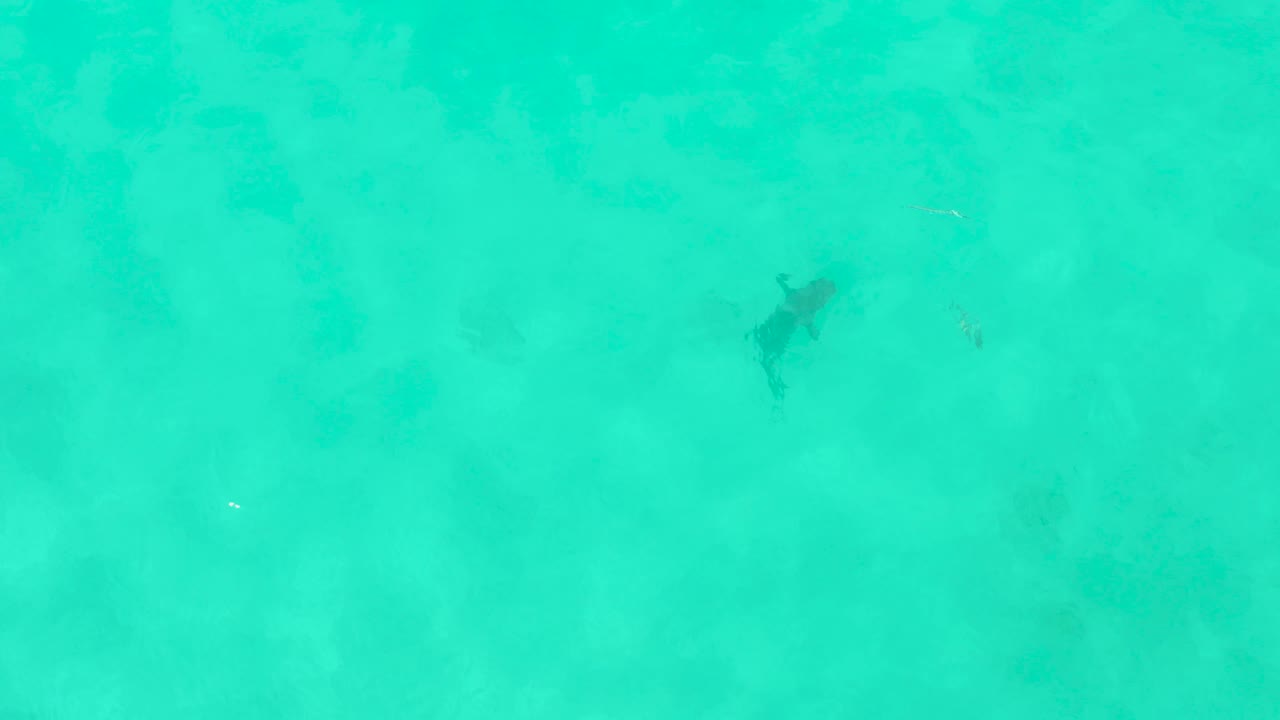 Shark crossing clear water with pale seabed visible underneath.