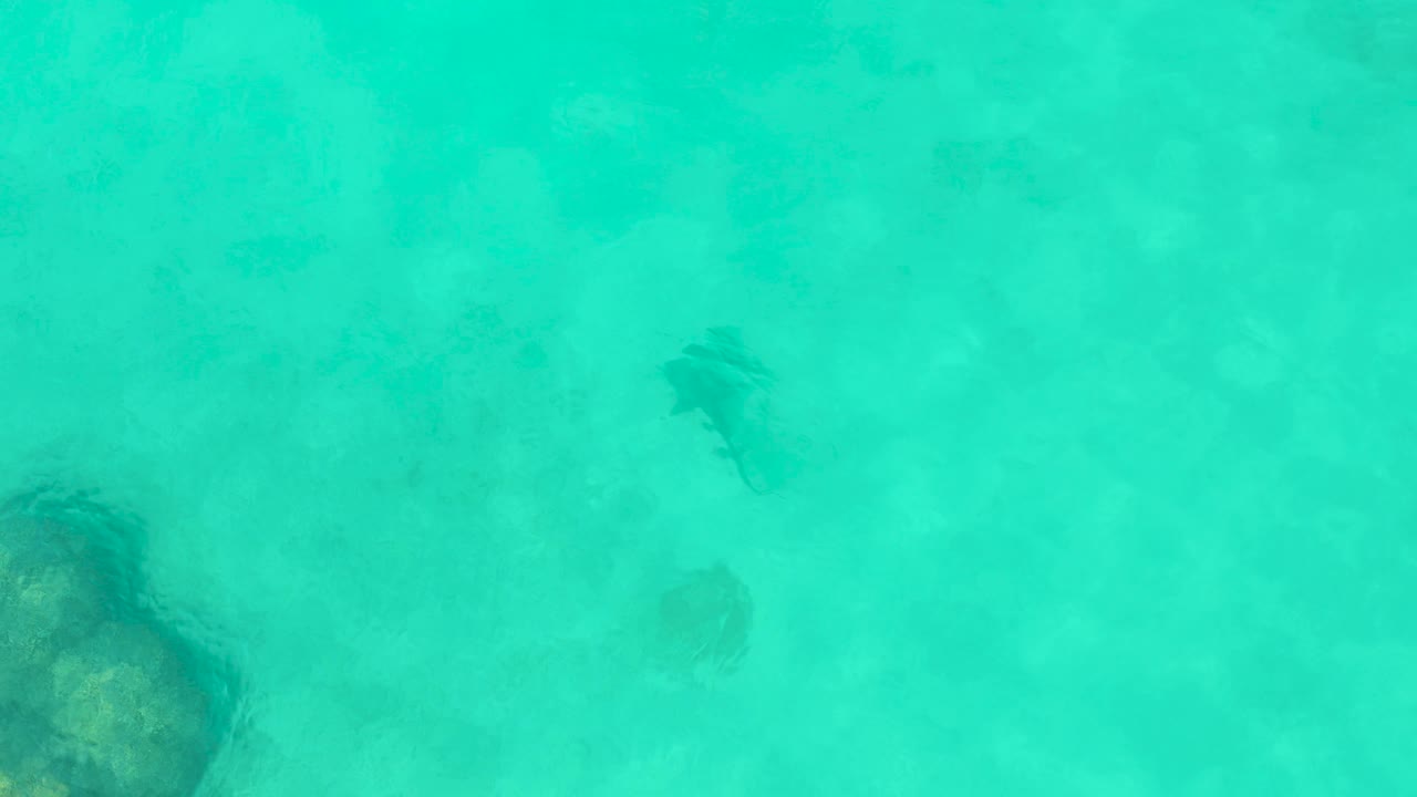 Overhead turquoise water with several dark stingrays near the sandy bottom.