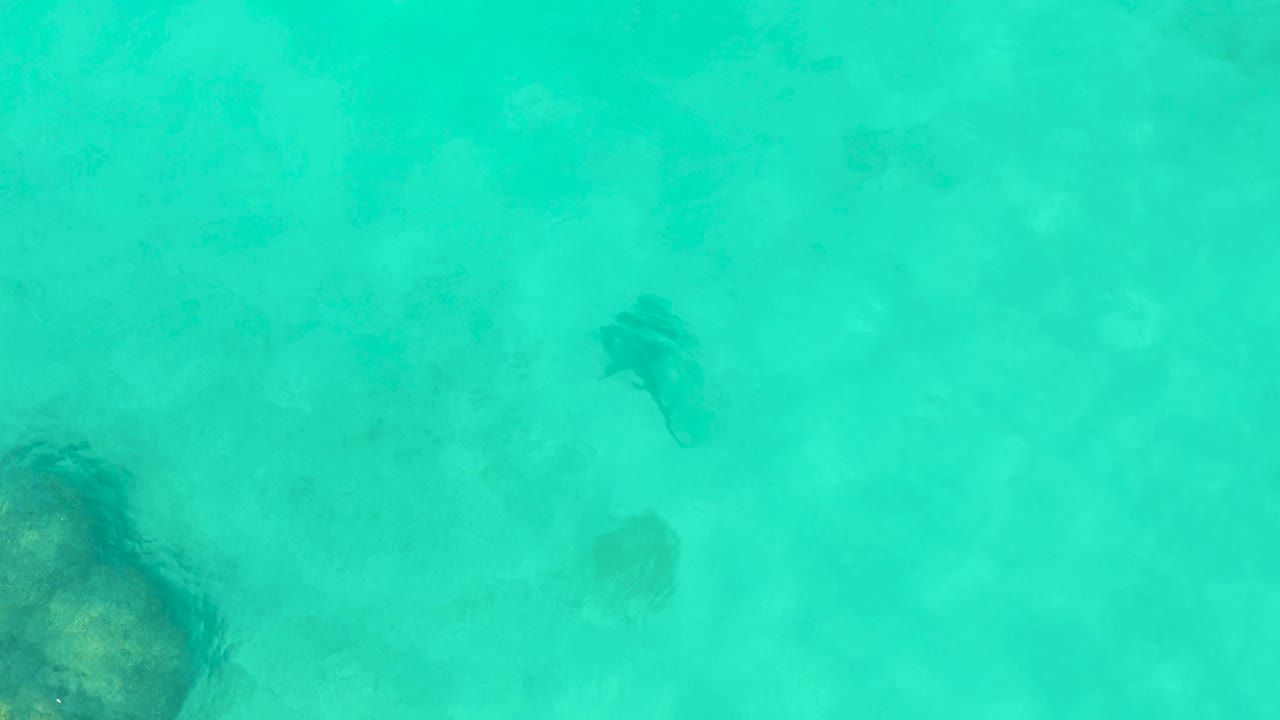 Clear turquoise water in Cabo Pulmo shows stingrays drifting farther across the pale seabed, with open water filling the frame and no visible people.