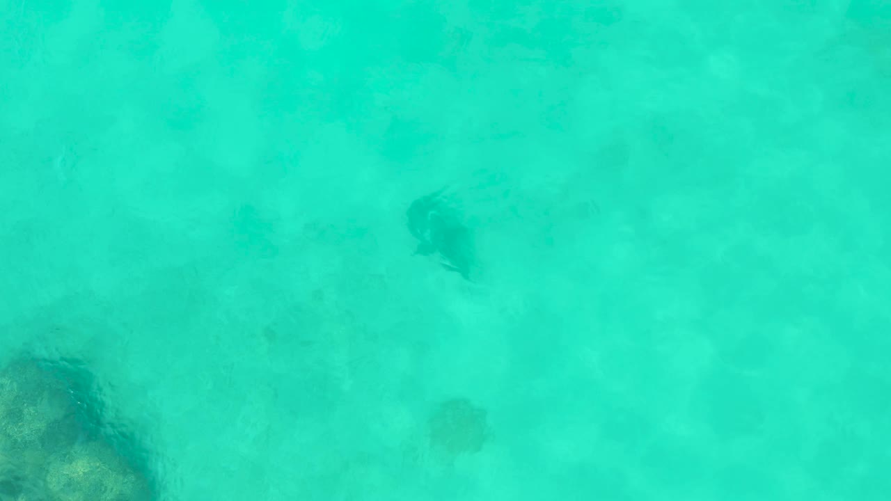 In Cabo Pulmo, several dark stingray shapes are visible beneath rippled turquoise water over mottled sand, with no people, boats, or shoreline in frame.