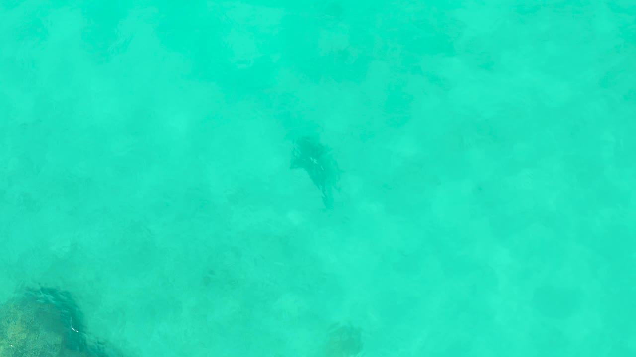 Cabo Pulmo shallows fill the frame as stingrays appear below the surface, their dark forms softened by turquoise water and sandy bottom texture, with no visible people.