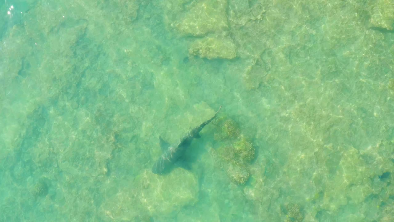 A shark appears below the surface in Cabo Pulmo, Mexico, crossing over pale rocks and coral patches under rippled turquoise water with no visible people.
