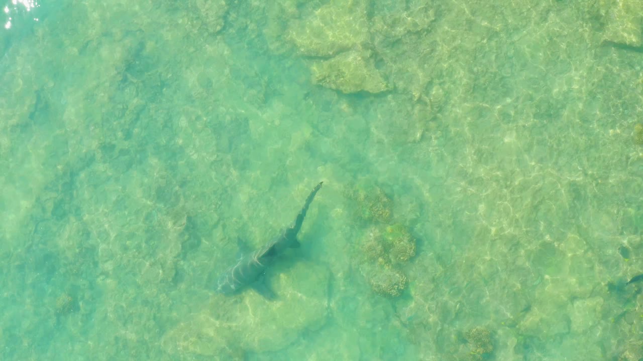 The shark is seen farther across the overhead frame in Cabo Pulmo, Mexico, with its body and tail visible above reef texture and no visible people.