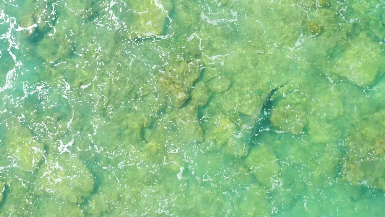 Clear Cabo Pulmo shallows reveal a rocky seabed, broken white foam near the top of frame, and a fish beneath the surface near the left-center area, with no visible people.