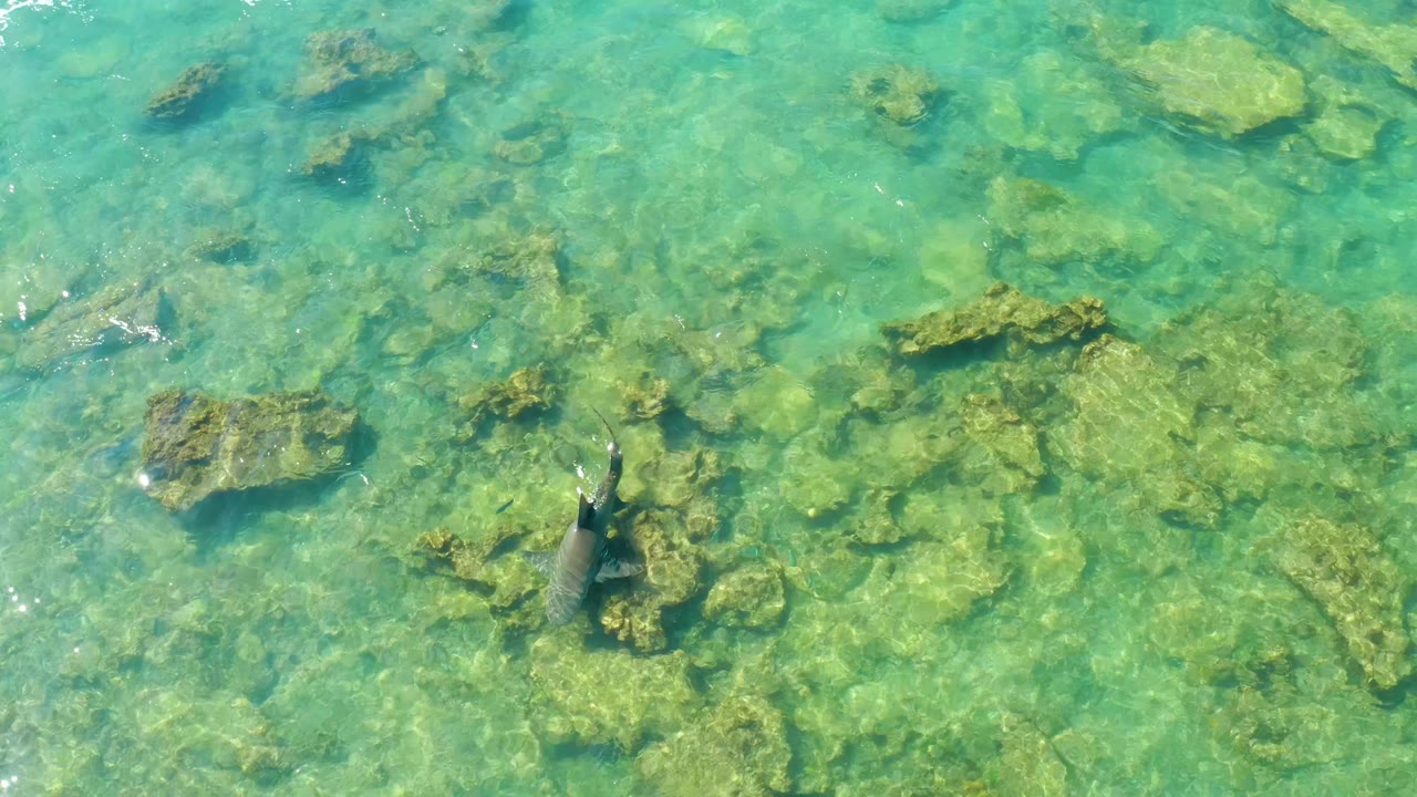 Overhead view of a dark fish near submerged rocks in clear turquoise water in Cabo Pulmo, with no visible people.