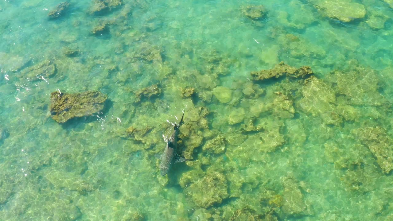 The fish appears near a larger rock outcrop in shallow Cabo Pulmo water, with reef-like stones visible through the surface and no visible people.