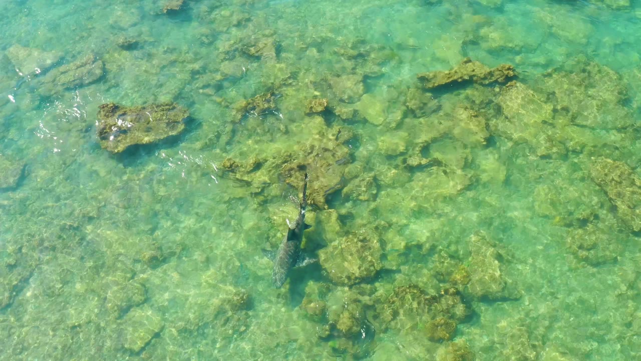 Overhead Cabo Pulmo water view with the fish lower in frame, scattered rocks across the seabed, faint ripples, and no visible people.