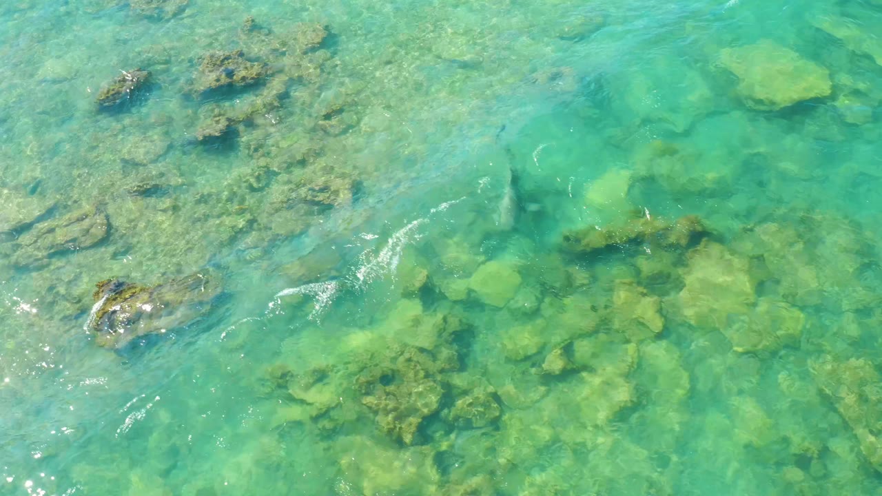 Overhead view in Cabo Pulmo, Baja California Sur of clear turquoise water and rocky seabed with a fish near the upper portion, no visible people.