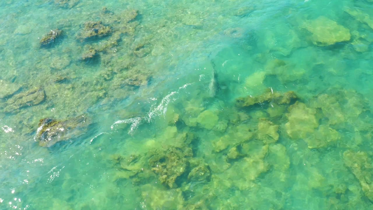 Fish swimming above rocks in shallow turquoise water with small ripples.