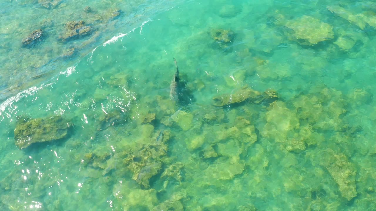 The fish is visible against a patchwork of submerged rocks in Cabo Pulmo, with bright glints on the turquoise surface and no visible people.