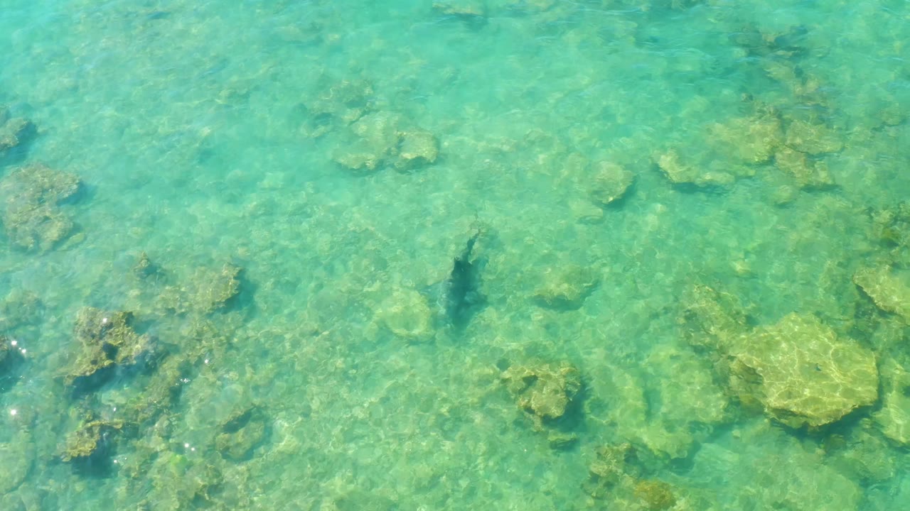 Overhead Cabo Pulmo frame with the fish slightly farther across the rocky ocean floor, pale green rocks visible under turquoise water, and no visible people.