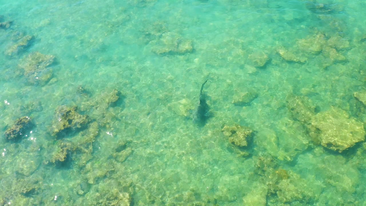 Cabo Pulmo shallow-water view with the fish nearer the right side of frame, larger rocks spread across the seabed, and no visible people.