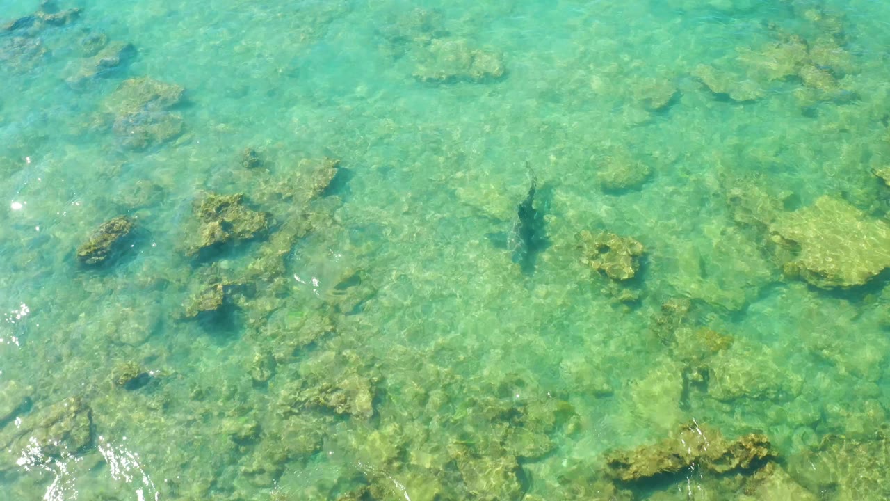 Clear Cabo Pulmo water reveals scattered seabed rocks while the dark fish sits near left center and bright reflections appear near the lower edge, with no visible people.