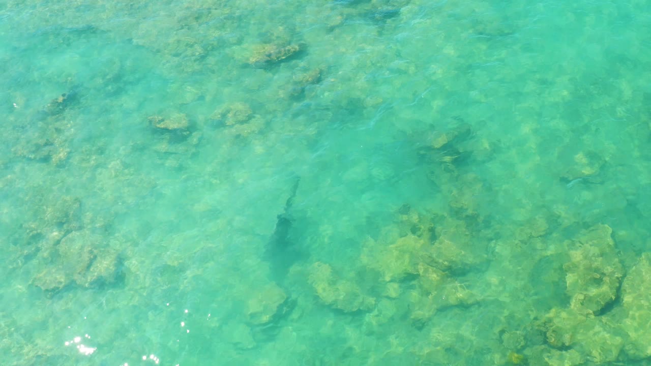 Clear Cabo Pulmo water reveals uneven coral and rock patches while the dark fish sits closer to center left, with no visible people.