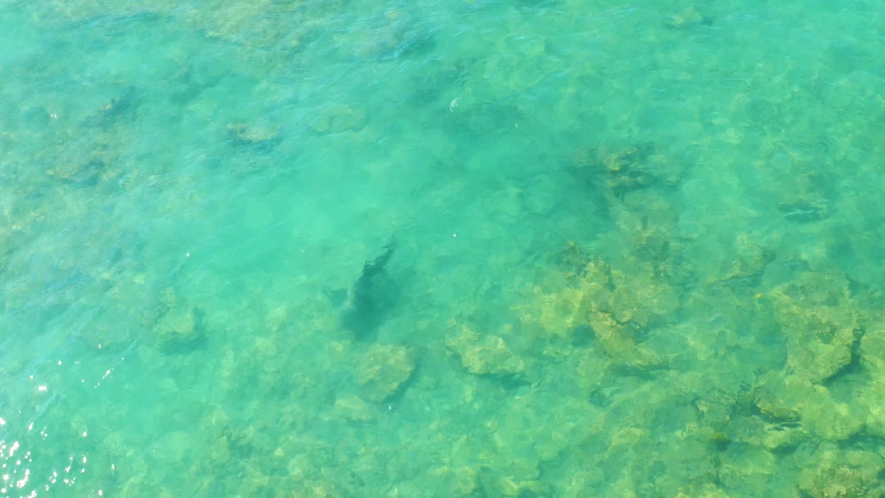 Overhead Cabo Pulmo frame with turquoise water, soft ripples, coral clusters, and the dark fish near the middle of the seabed, with no visible people.