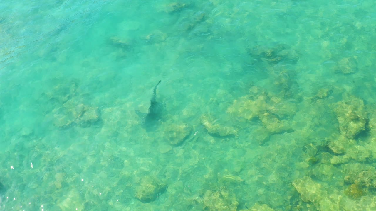 Cabo Pulmo seabed seen from above, with greenish coral rocks under clear water and the dark fish positioned left of center, with no visible people.