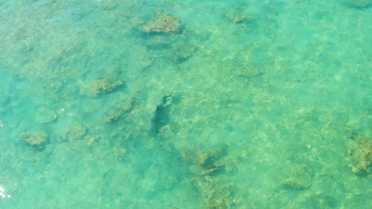 A dark fish appears slightly farther across the Cabo Pulmo shallows, with scattered rocks and bright ripples visible below the turquoise surface, no visible people.