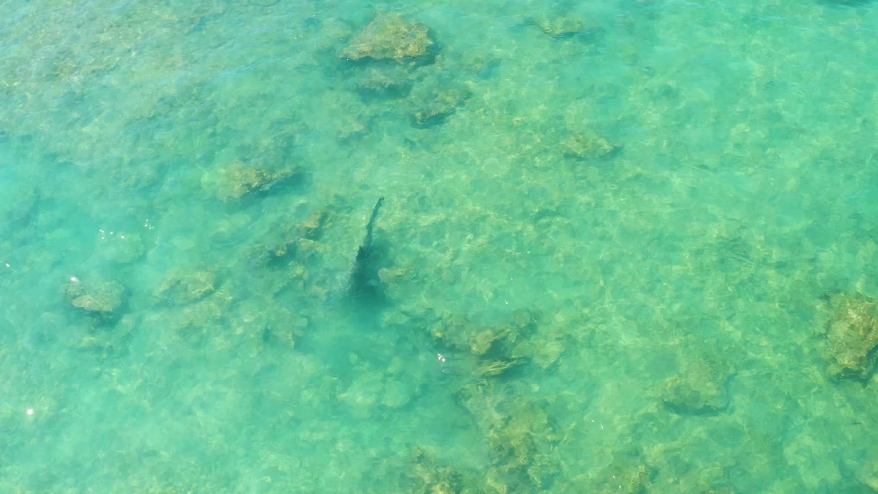 The fish remains visible over the rocky Cabo Pulmo seabed, with the overhead view showing pale green-blue water, submerged stones, and no visible people.