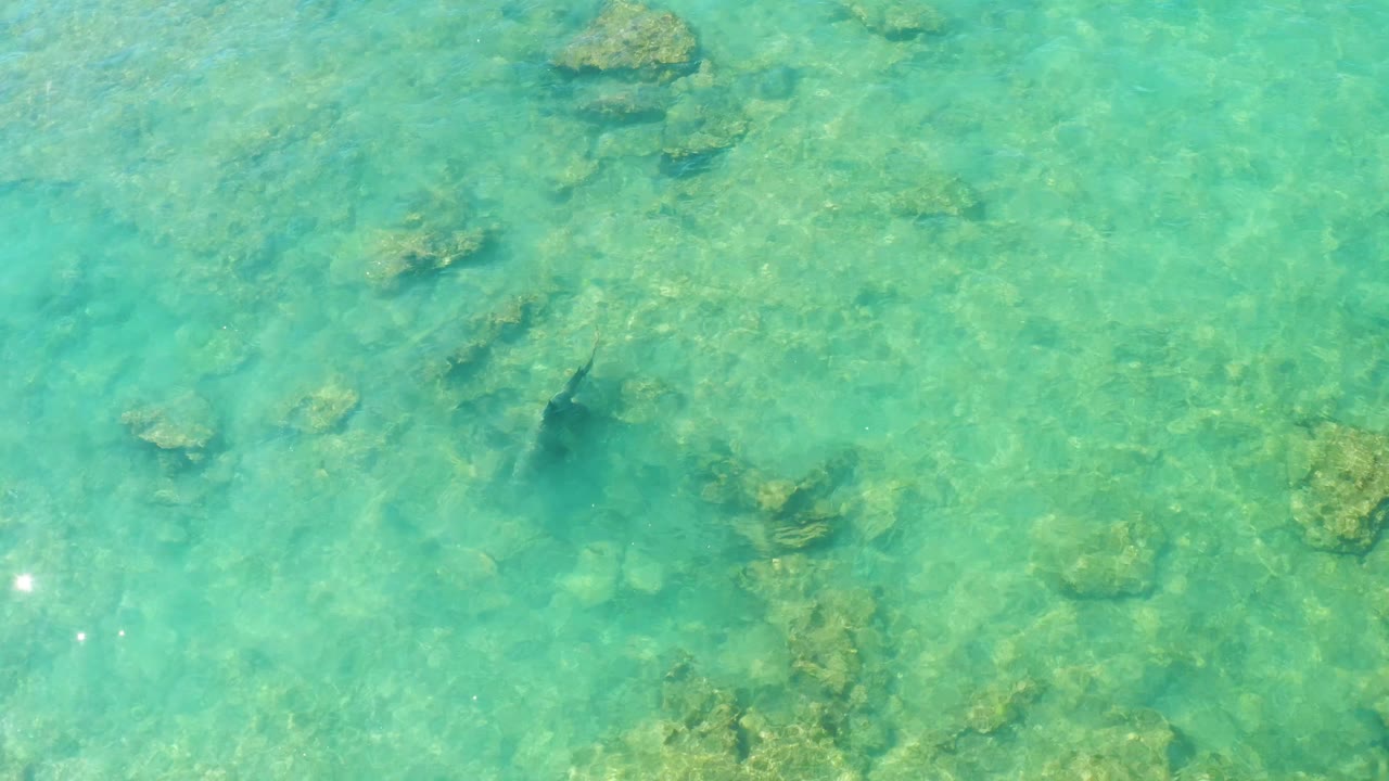 An overhead frame shows the fish darker against the light rocky bottom in Cabo Pulmo, with transparent turquoise water and no visible people.