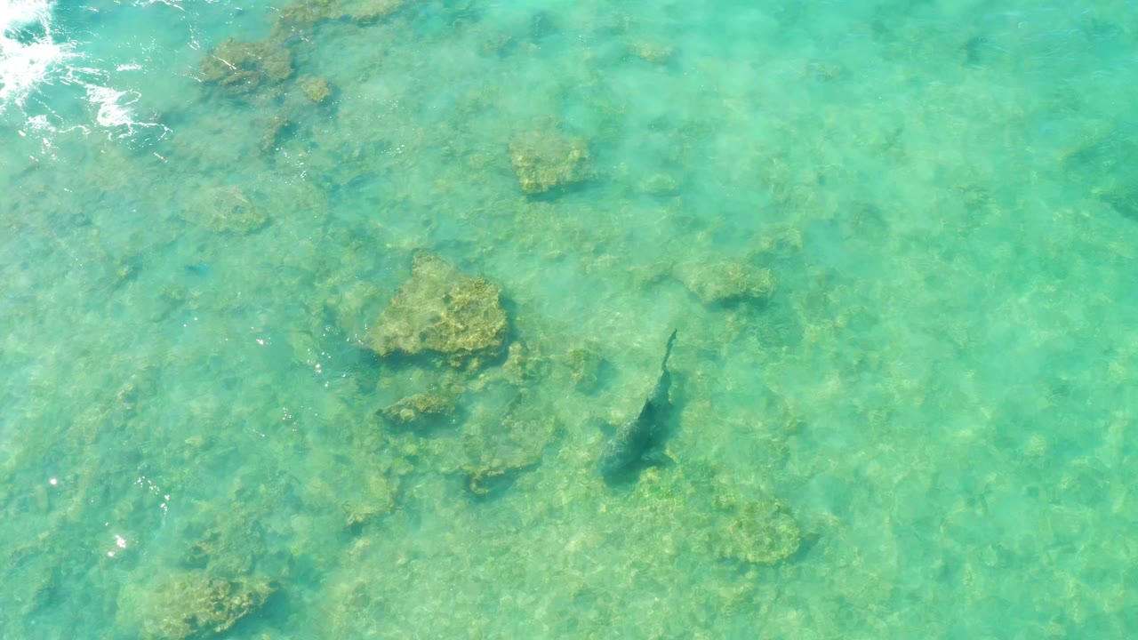 Dark fish over shallow turquoise water and rocks.