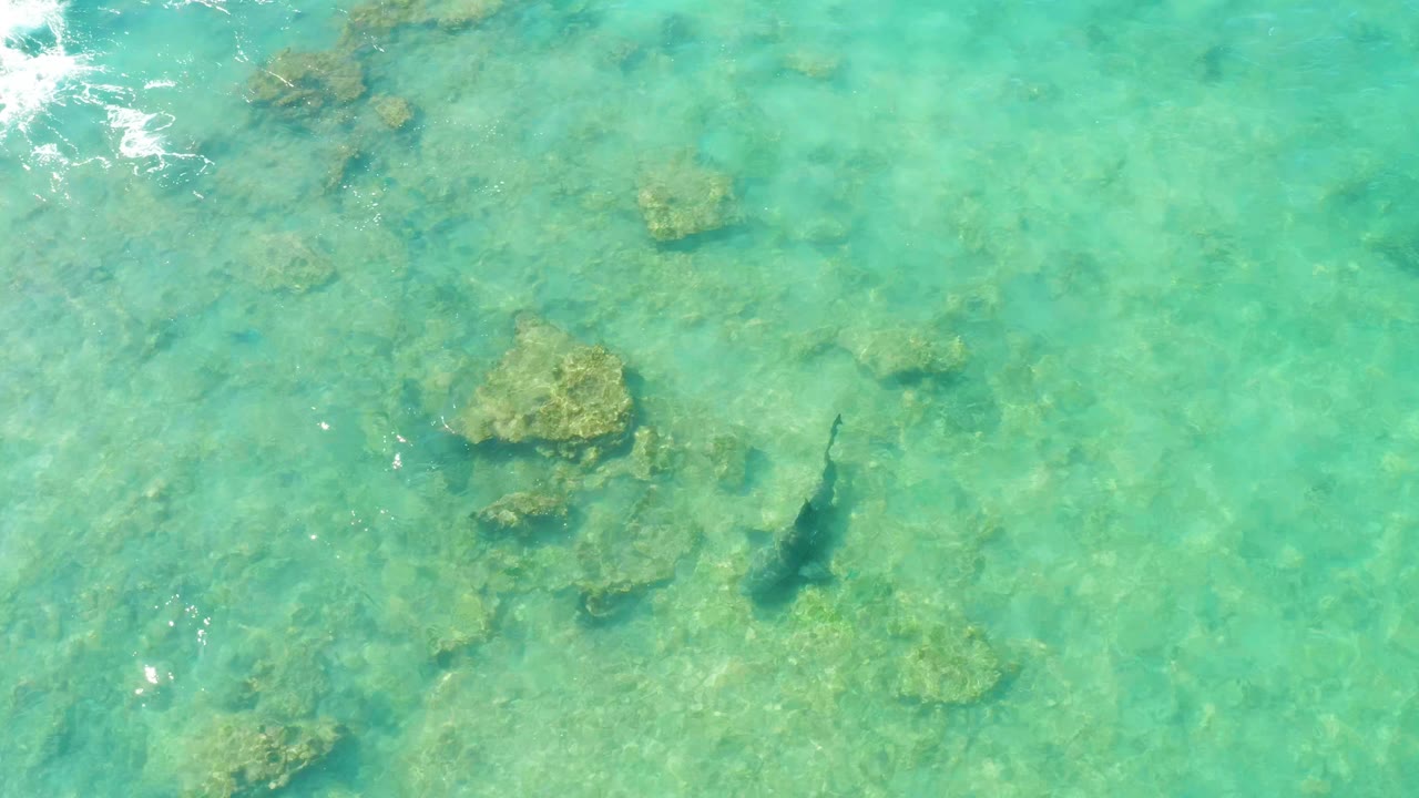 At 0:01, the fish appears slightly farther left beneath calm turquoise water, with scattered rocks and faint surface shimmer in Cabo Pulmo, Mexico, and no visible people.