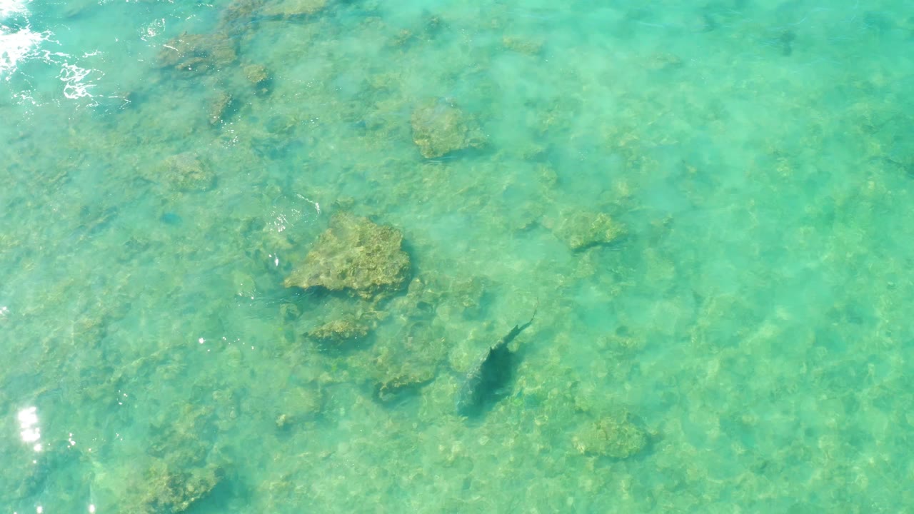 At 0:02, the fish is visible near a cluster of submerged rocks, with bright turquoise water and small white sun glints in Cabo Pulmo, Mexico, and no visible people.