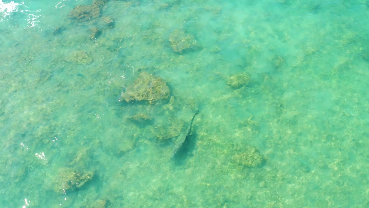 At 0:03, the fish sits lower in the frame beneath rippled turquoise water, with larger rocks nearby in Cabo Pulmo, Mexico, and no visible people.