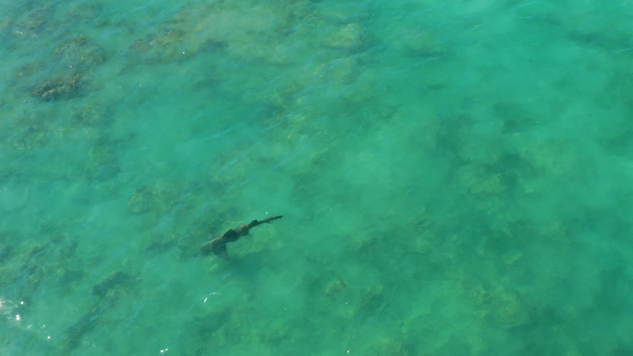 A shark appears near the center-left of the overhead Cabo Pulmo reef view, with darker rock and coral patches visible through the water and no visible people.