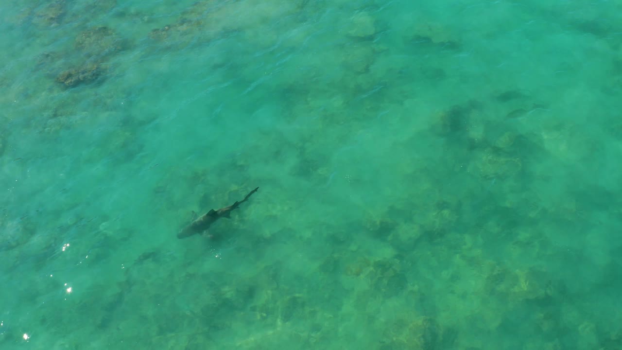 The shark sits slightly right of center in the overhead Cabo Pulmo water, with muted reef shapes below and no visible people.